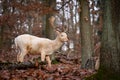 Fallow - fallow deer. Dama dama  Beautiful natural background with animals. Forest and sunset Royalty Free Stock Photo