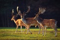 Fallow - fallow deer. (Dama dama ) Beautiful natural background with animals. Forest and sunset Royalty Free Stock Photo