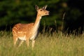 Fallow deer hind calling on green meadow in summer sunlight Royalty Free Stock Photo