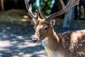 Fallow deer or Dama Dama close Royalty Free Stock Photo