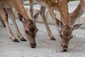 Fallow deer, Dama dama, closeup on deer farm in Olimje, Slovenia