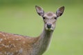 Fallow deer, dama dama Royalty Free Stock Photo