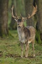 Fallow Deer (Dama dama) Royalty Free Stock Photo