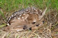 Fallow deer ( Dama dama ) Royalty Free Stock Photo