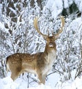 Fallow deer ( Dama dama ) Royalty Free Stock Photo