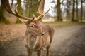 Fallow deer - Dama dama, alone in park Royalty Free Stock Photo