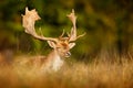 Fallow Deer, Dama dama, in autumn forest, Dyrehave, Denmark. Animal on the forest meadow. Wildlife scene in Europe. Majestic Royalty Free Stock Photo