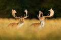 Fallow Deer, Dama dama, in autumn forest, Dyrehave, Denmark. Animal on the forest meadow. Wildlife scene in Europe. Majestic Royalty Free Stock Photo