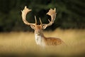 Fallow Deer, Dama dama, in autumn forest, Dyrehave, Denmark. Animal on the forest meadow. Wildlife scene in Europe. Majestic Royalty Free Stock Photo