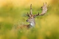 Fallow Deer, Dama dama, in autumn forest, Dyrehave, Denmark. Animal on the forest meadow. Wildlife scene in Europe. Majestic Royalty Free Stock Photo