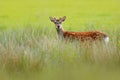 Fallow Deer, Dama dama, in autumn forest, Dyrehave, Denmark. Wildlife scene from nature, Europe. Deer in the summer grass. Animal