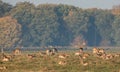 Fallow Deer, Dama dama, buck with his herd of does at the Eremitagesletten in Dyrehave, Denmark. Royalty Free Stock Photo