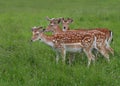 Group of three Fallow Deer Royalty Free Stock Photo
