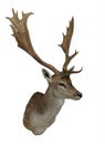 Wall-mounted Fallow deer throphy isolated on white