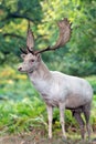 Fallow Deer (dama dama)