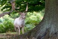 Fallow Deer (dama dama)