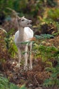 Fallow Deer (dama dama)