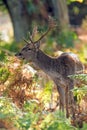 Fallow Deer (dama dama)