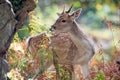 Fallow Deer (dama dama)