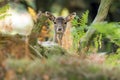 Fallow Deer (dama dama)