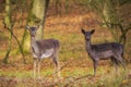 Fallow deer Dama Dama doe, hind or fawn in Autumn