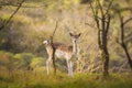 Fallow deer Dama Dama doe, hind or fawn in Autumn Royalty Free Stock Photo