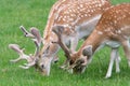 Fallow deer dama dama Royalty Free Stock Photo