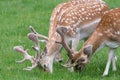 Fallow deer dama dama Royalty Free Stock Photo