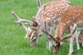 Fallow deer dama dama Royalty Free Stock Photo