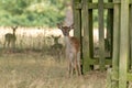 Fallow Deer Dama dama fawn Royalty Free Stock Photo