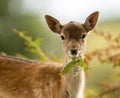 Fallow deer (Dama dama) fawn Royalty Free Stock Photo