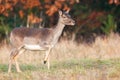 Fallow deer female standing on field in autumn nature Royalty Free Stock Photo