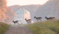 Fallow Deer, Dama dama, females and fawns crossing the dirt road in Dyrehave, Denmark. The Hermitage Palace out of focus