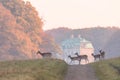 Fallow Deer, Dama dama, females and fawns crossing the dirt road in Dyrehave, Denmark. The Hermitage Palace out of focus