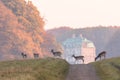 Fallow Deer, Dama dama, females and fawns crossing the dirt road in Dyrehave, Denmark. The Hermitage Palace out of focus