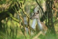 Fallow deer, Dama Dama, foraging deep in a dark forest Royalty Free Stock Photo