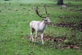 Fallow deer, Dama dama, in forest