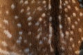 Fallow deer (Dama dama)fur texture. Royalty Free Stock Photo