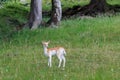 Fallow deer Dama dama in grass. Parc de Merlet, France Royalty Free Stock Photo