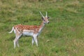 Fallow deer Dama dama in grass. Parc de Merlet, France Royalty Free Stock Photo