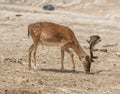 Fallow Deer Dama Dama grazing