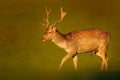 Fallow Deer (Dama dama) Royalty Free Stock Photo