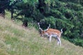 Fallow deer Dama dama in grass. Parc de Merlet, France Royalty Free Stock Photo