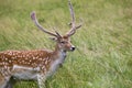 Fallow Deer (Dama dama) - Phoenix Park, Dublin, Ireland Royalty Free Stock Photo