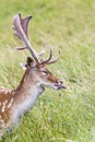 Fallow Deer (Dama dama) - Phoenix Park, Dublin, Ireland Royalty Free Stock Photo