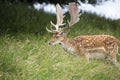 Fallow Deer (Dama dama) - Phoenix Park, Dublin, Ireland Royalty Free Stock Photo