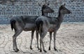 Fallow deer (Dama dama)