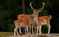 A group of fallow deer, with doe, fawn and buck in a forest in Sweden