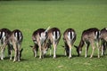 The fallow deer, Dama dama is a ruminant mammal