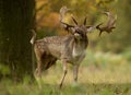 Fallow deer (Dama dama) during the rut Royalty Free Stock Photo